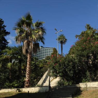 Palmiye ağaçları Sochi, Rusya Federasyonu. Seçilen odak.