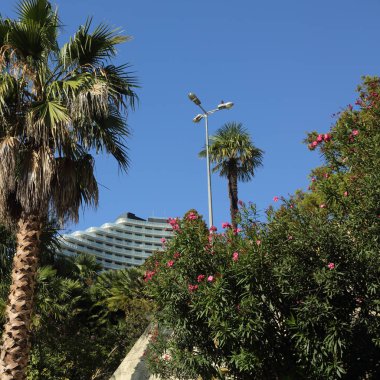 Palmiye ağaçları Sochi, Rusya Federasyonu. Seçilen odak.