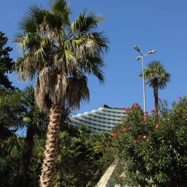 Palmiye ağaçları Sochi, Rusya Federasyonu. Seçilen odak.