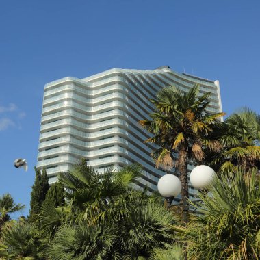 Palmiye ağaçları Sochi, Rusya Federasyonu. Seçilen odak.