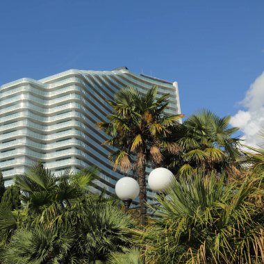 Palmiye ağaçları Sochi, Rusya Federasyonu. Seçilen odak.