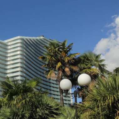 Palmiye ağaçları Sochi, Rusya Federasyonu. Seçilen odak.