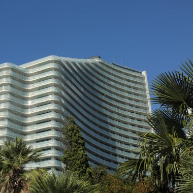 Palmiye ağaçları Sochi, Rusya Federasyonu. Seçilen odak.