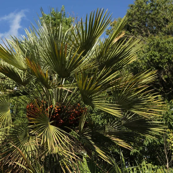 Palme Sochi Federazione Russa Focus Selezionato — Foto Stock