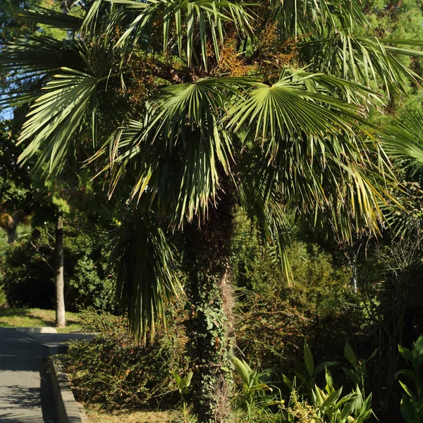 俄罗斯联邦索契的棕榈树 选定的焦点 — 图库照片