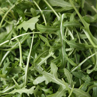 Organik yeşil ve taze roka (rucola veya rukola)