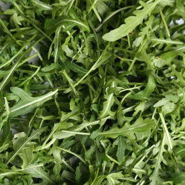 Organik yeşil ve taze roka (rucola veya rukola)