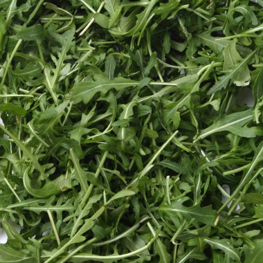 Organik yeşil ve taze roka (rucola veya rukola)