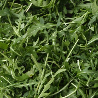 Organik yeşil ve taze roka (rucola veya rukola)
