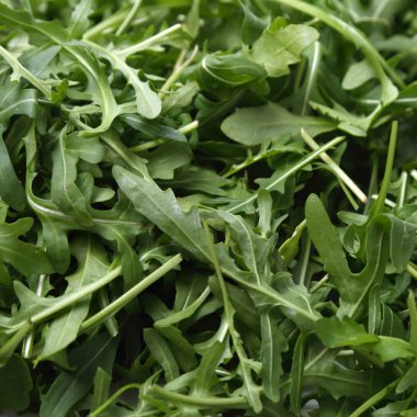 Organik yeşil ve taze roka (rucola veya rukola)