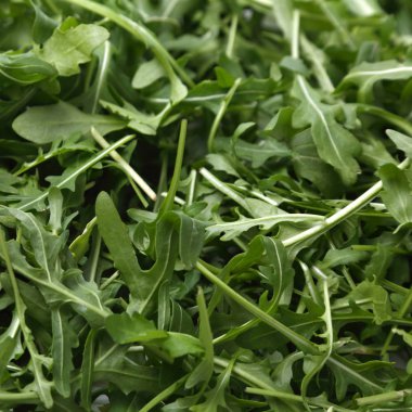 Organik yeşil ve taze roka (rucola veya rukola)