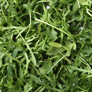 Organik yeşil ve taze roka (rucola veya rukola)
