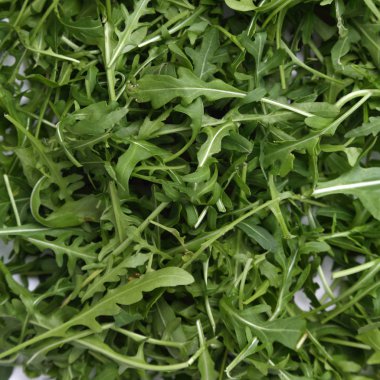 Organik yeşil ve taze roka (rucola veya rukola)