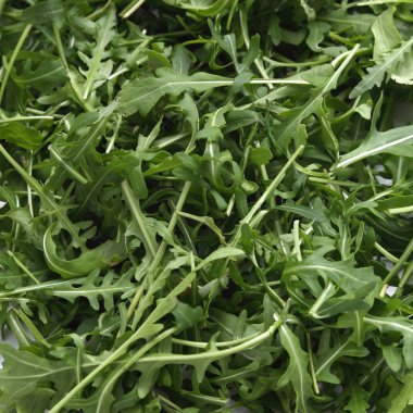 Organik yeşil ve taze roka (rucola veya rukola)