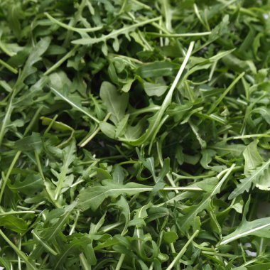 Organik yeşil ve taze roka (rucola veya rukola)