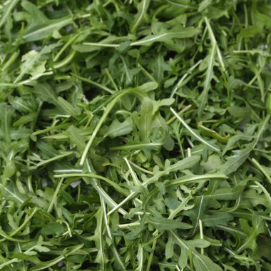 Organik yeşil ve taze roka (rucola veya rukola)