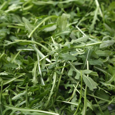 Organik yeşil ve taze roka (rucola veya rukola)