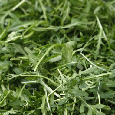 Organik yeşil ve taze roka (rucola veya rukola)