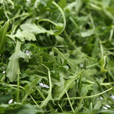 Organik yeşil ve taze roka (rucola veya rukola)