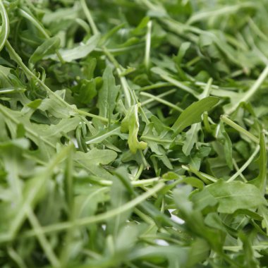Organik yeşil ve taze roka (rucola veya rukola)