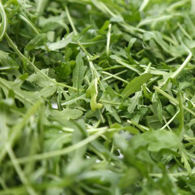 Organik yeşil ve taze roka (rucola veya rukola)
