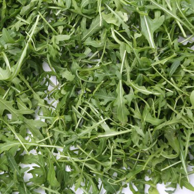 Organik yeşil ve taze roka (rucola veya rukola)