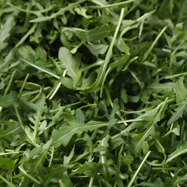 Organik yeşil ve taze roka (rucola veya rukola)