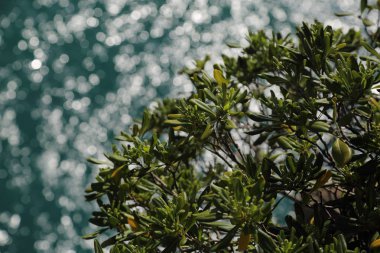 Akdeniz'de İtalya, Portofin üstün görünümünü