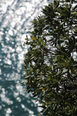 Akdeniz'de İtalya, Portofin üstün görünümünü