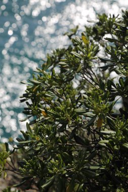 İtalya, Portofino Akdeniz'in en iyi görünümü 