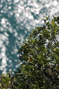 İtalya, Portofino Akdeniz'in en iyi görünümü 