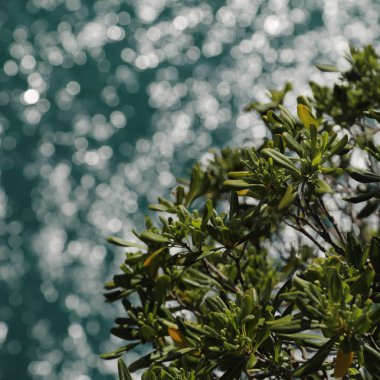 Akdeniz'de İtalya, Portofin üstün görünümünü