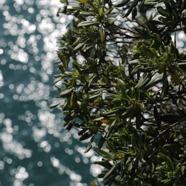 Akdeniz'de İtalya, Portofin üstün görünümünü