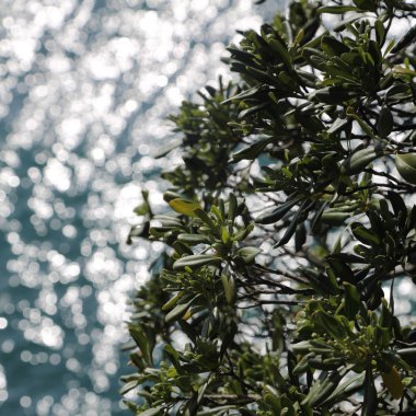 Akdeniz'de İtalya, Portofin üstün görünümünü