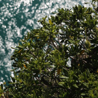 Akdeniz'de İtalya, Portofin üstün görünümünü