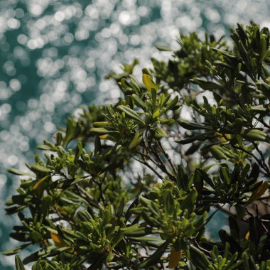 Akdeniz'de İtalya, Portofin üstün görünümünü