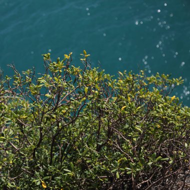 Akdeniz'de İtalya, Portofin üstün görünümünü