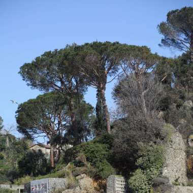 Dağın tepesindeki ağaçlar gündüz vakti 
