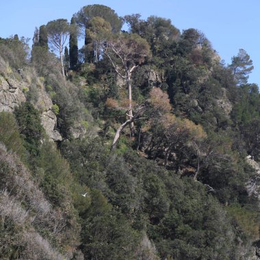 Dağın tepesindeki ağaçlar gündüz vakti 