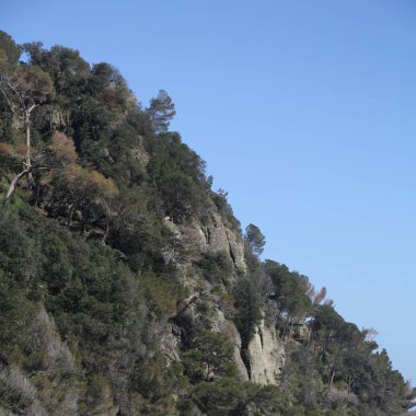 Dağın tepesindeki ağaçlar gündüz vakti 