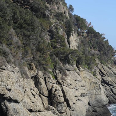 Dağın tepesindeki ağaçlar gündüz vakti 