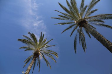 Mavi gökyüzü üzerinde avuç içi ağacının açık görüntü