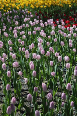 Moscow, Rusya Federasyonu yaz Park'ta flowerbed güzel Lale. Seçilen odak.