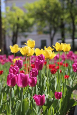 Moscow, Rusya Federasyonu yaz Park'ta flowerbed güzel Lale. Seçilen odak.