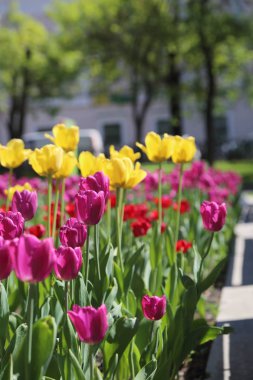 Moscow, Rusya Federasyonu yaz Park'ta flowerbed güzel Lale. Seçilen odak.