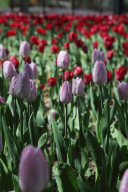Moscow, Rusya Federasyonu yaz Park'ta flowerbed güzel Lale. Seçilen odak.