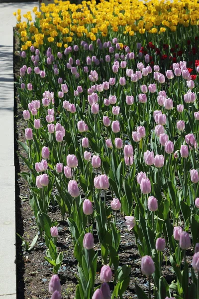 Belas Tulipas Canteiro Flores Parque Verão Moscou Federação Russa Foco — Fotografia de Stock