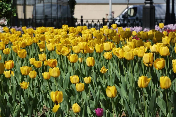 Belas Tulipas Canteiro Flores Parque Verão Moscou Federação Russa Foco — Fotografia de Stock