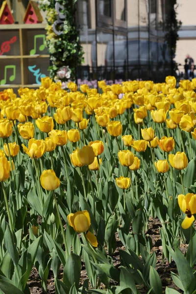 Belas Tulipas Canteiro Flores Parque Verão Moscou Federação Russa Foco — Fotografia de Stock