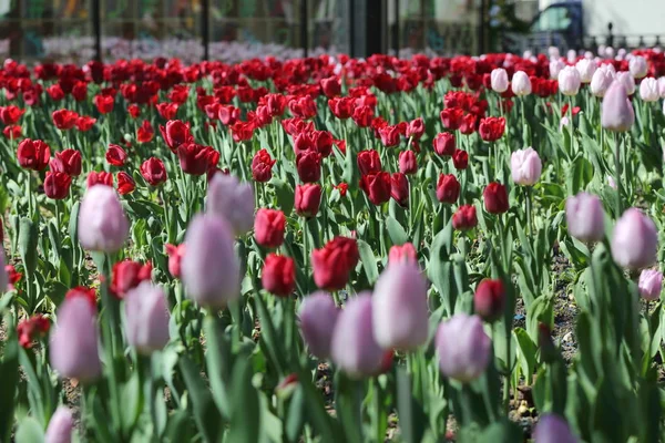 Belas Tulipas Canteiro Flores Parque Verão Moscou Federação Russa Foco — Fotografia de Stock